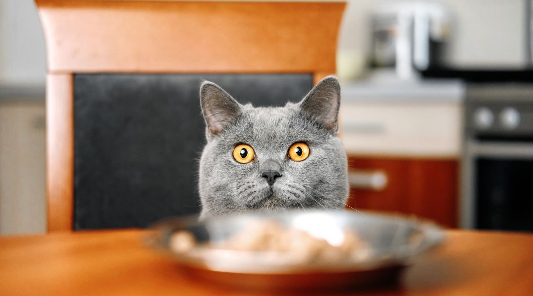 Comida cocinada Natsbi Triptico Gato OnlyRaw