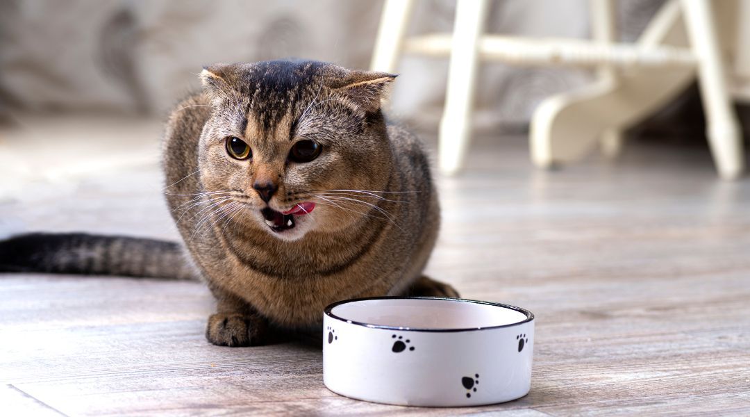 Comida cocinada Rovin Food triptico Gato OnlyRaw